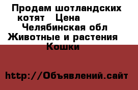 Продам шотландских котят › Цена ­ 3 000 - Челябинская обл. Животные и растения » Кошки   